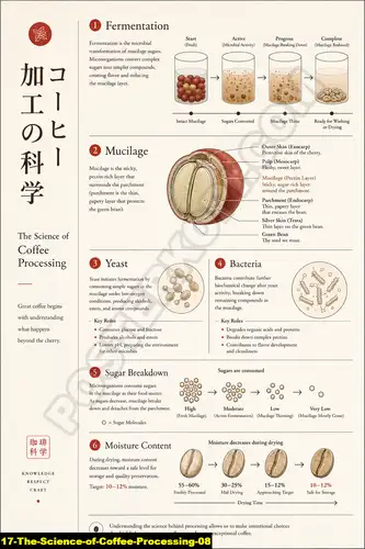 The Science Of Coffee Processing 08